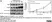 Anti Mouse CD204 Antibody, clone 2F8 thumbnail image 11