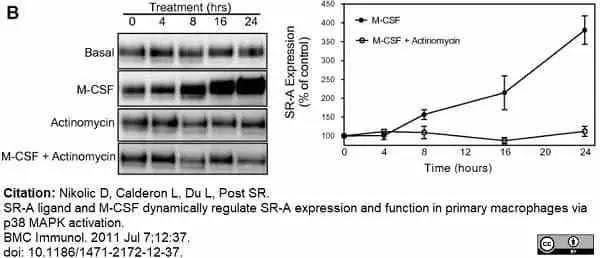 Anti Mouse CD204 Antibody, clone 2F8 gallery image 11