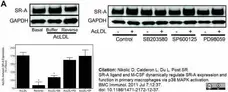 Anti Mouse CD204 Antibody, clone 2F8 gallery image 12