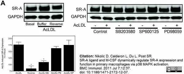 Anti Mouse CD204 Antibody, clone 2F8 gallery image 12