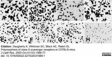 Anti Mouse CD204 Antibody, clone 2F8 gallery image 13
