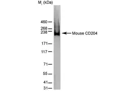 Anti Mouse CD204 Antibody, clone 2F8 gallery image 3