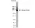 Anti Mouse CD204 Antibody, clone 2F8 thumbnail image 3