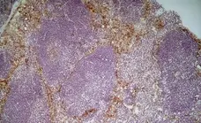 Anti Mouse CD204 Antibody, clone 2F8 gallery image 6