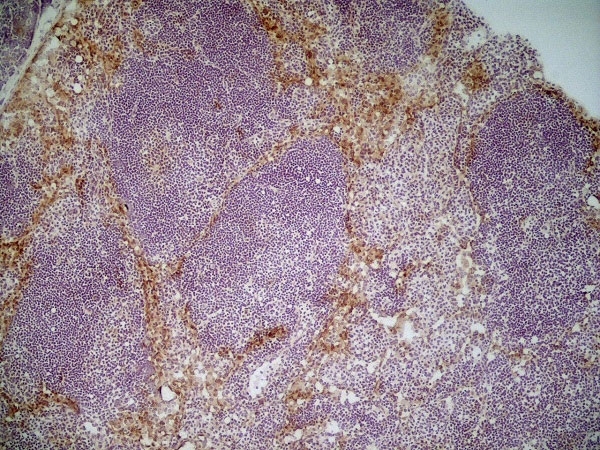 Anti Mouse CD204 Antibody, clone 2F8 thumbnail image 6