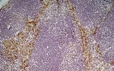 Anti Mouse CD204 Antibody, clone 2F8 gallery image 7