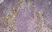 Anti Mouse CD204 Antibody, clone 2F8 thumbnail image 7
