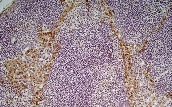 Anti Mouse CD204 Antibody, clone 2F8 gallery image 7