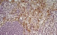 Anti Mouse CD204 Antibody, clone 2F8 gallery image 8