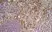 Anti Mouse CD204 Antibody, clone 2F8 thumbnail image 8