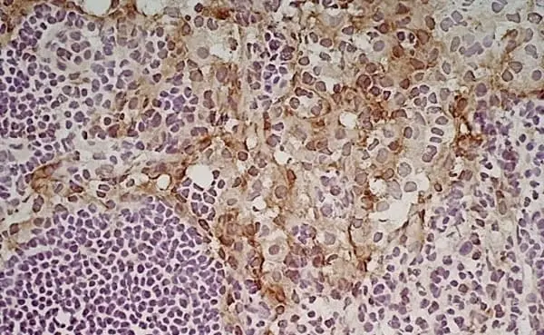 Anti Mouse CD204 Antibody, clone 2F8 gallery image 8