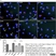 Anti Mouse CD204 Antibody, clone 2F8 thumbnail image 9