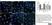 Anti Mouse CD204 Antibody, clone 2F8 thumbnail image 9