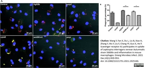 Anti Mouse CD204 Antibody, clone 2F8 gallery image 9