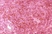 Anti Mouse CD205 Antibody, clone NLDC-145 thumbnail image 4