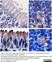 Anti Mouse CD205 Antibody, clone NLDC-145 thumbnail image 7