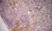 Anti Mouse CD206 Antibody, clone MR5D3 thumbnail image 1