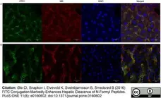 Anti Mouse CD206 Antibody, clone MR5D3 gallery image 10