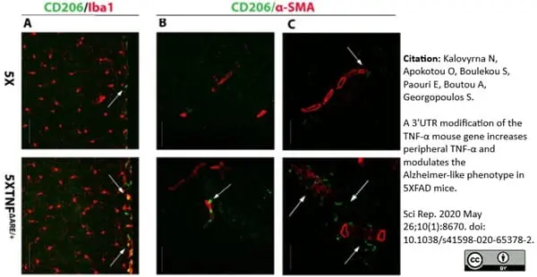 Anti Mouse CD206 Antibody, clone MR5D3 gallery image 12