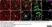 Anti Mouse CD206 Antibody, clone MR5D3 thumbnail image 14