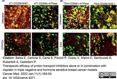 Anti Mouse CD206 Antibody, clone MR5D3 gallery image 16