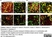 Anti Mouse CD206 Antibody, clone MR5D3 thumbnail image 16