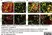Anti Mouse CD206 Antibody, clone MR5D3 thumbnail image 16