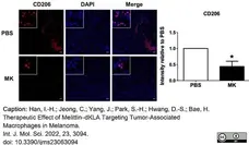 Anti Mouse CD206 Antibody, clone MR5D3 gallery image 17