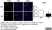 Anti Mouse CD206 Antibody, clone MR5D3 thumbnail image 17