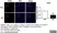 Anti Mouse CD206 Antibody, clone MR5D3 thumbnail image 17
