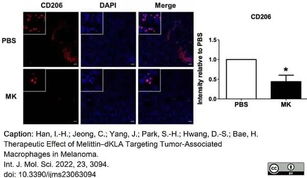 Anti Mouse CD206 Antibody, clone MR5D3 gallery image 17