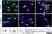 Anti Mouse CD206 Antibody, clone MR5D3 thumbnail image 18
