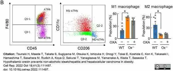 Anti Mouse CD206 Antibody, clone MR5D3 gallery image 19