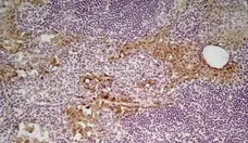 Anti Mouse CD206 Antibody, clone MR5D3 | Bio-Rad
