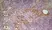 Anti Mouse CD206 Antibody, clone MR5D3 thumbnail image 2