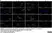Anti Mouse CD206 Antibody, clone MR5D3 thumbnail image 21
