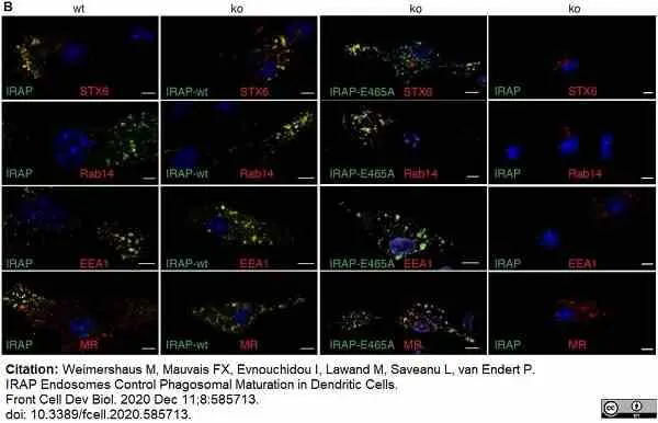 Anti Mouse CD206 Antibody, clone MR5D3 gallery image 21