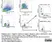 Anti Mouse CD206 Antibody, clone MR5D3 thumbnail image 22