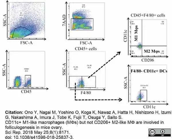 Anti Mouse CD206 Antibody, clone MR5D3 gallery image 22