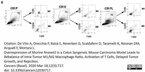Anti Mouse CD206 Antibody, clone MR5D3 gallery image 24