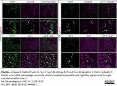 Anti Mouse CD206 Antibody, clone MR5D3 gallery image 25