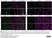 Anti Mouse CD206 Antibody, clone MR5D3 thumbnail image 25