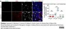 Anti Mouse CD206 Antibody, clone MR5D3 gallery image 26