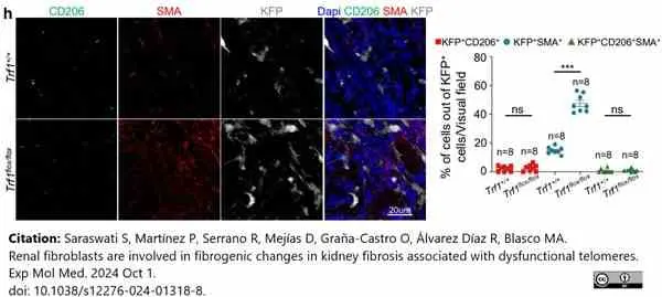 Anti Mouse CD206 Antibody, clone MR5D3 gallery image 26