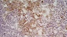 Anti Mouse CD206 Antibody, clone MR5D3 gallery image 3