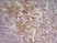Anti Mouse CD206 Antibody, clone MR5D3 thumbnail image 3