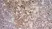 Anti Mouse CD206 Antibody, clone MR5D3 thumbnail image 3
