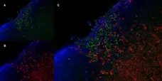 Anti Mouse CD206 Antibody, clone MR5D3 gallery image 4
