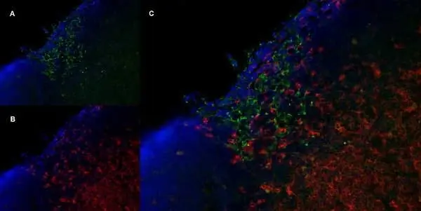 Anti Mouse CD206 Antibody, clone MR5D3 gallery image 4