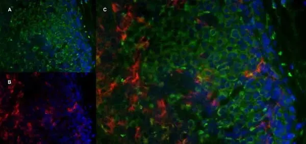 Anti Mouse CD206 Antibody, clone MR5D3 gallery image 5